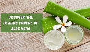 The Healing Power of Aloe Vera Juice